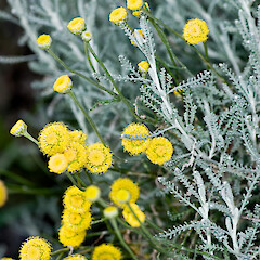 Seaview, Lower Hutt. (?planted).<br>Photographer: Jeremy R. Rolfe, Date taken: 09/12/2006, Licence: <a target='_blank' href='https://creativecommons.org/licenses/by/4.0'>CC BY</a>. <a class='member-message' href='/nzpcn/why-join-nzpcn/' target='_blank'>Members can view a larger version of this image.</a>
