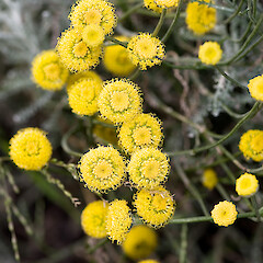 Seaview, Lower Hutt. (?planted).<br>Photographer: Jeremy R. Rolfe, Date taken: 09/12/2006, Licence: <a target='_blank' href='https://creativecommons.org/licenses/by/4.0'>CC BY</a>. <a class='member-message' href='/nzpcn/why-join-nzpcn/' target='_blank'>Members can view a larger version of this image.</a>