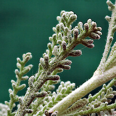 Foliage. In cultivation, Whanganui. Nov 2011.<br>Photographer: Colin C. Ogle, Licence: <a target='_blank' href='https://creativecommons.org/licenses/by-nc/4.0'>CC BY-NC</a>. <a class='member-message' href='/nzpcn/why-join-nzpcn/' target='_blank'>Members can view a larger version of this image.</a>