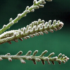 Foliage. In cultivation, Whanganui. Nov 2011.<br>Photographer: Colin C. Ogle, Licence: <a target='_blank' href='https://creativecommons.org/licenses/by-nc/4.0'>CC BY-NC</a>. <a class='member-message' href='/nzpcn/why-join-nzpcn/' target='_blank'>Members can view a larger version of this image.</a>