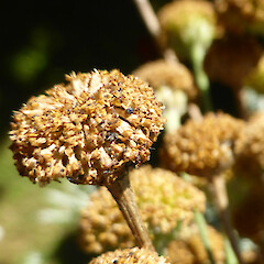 Fruiting heads, garden, Virginia Heights, Whanganui.<br>Photographer: Colin C. Ogle, Date taken: 26/01/2019, Licence: <a target='_blank' href='https://creativecommons.org/licenses/by-nc/4.0'>CC BY-NC</a>. <a class='member-message' href='/nzpcn/why-join-nzpcn/' target='_blank'>Members can view a larger version of this image.</a>