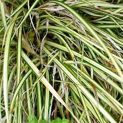 Naturalised alongside Waikato River, Hamilton. Dec 2006.<br>Photographer: Peter J de Lange, Licence: <a target='_blank' href='https://creativecommons.org/licenses/by-nc/4.0'>CC BY-NC</a>.