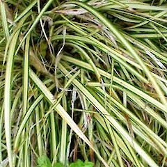 Carex morrowii