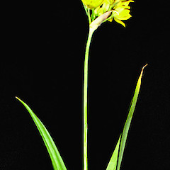 Rukuhia peat bog, Hamilton Basin. Dec 2006.<br>Photographer: Peter J de Lange, Licence: <a target='_blank' href='https://creativecommons.org/licenses/by-nc/4.0'>CC BY-NC</a>.