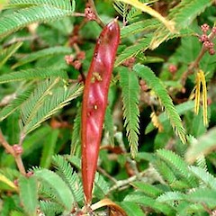 Calliandra brevipes with immature fruit, Western Springs Park, Auckland.<br>Photographer: Peter J de Lange, Date taken: 26/12/2006, Licence: <a target='_blank' href='https://creativecommons.org/licenses/by-nc/4.0'>CC BY-NC</a>.