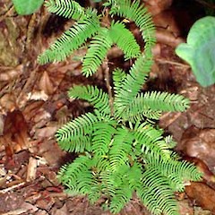 Calliandra brevipes seedling, Western Springs Park, Auckland.<br>Photographer: Peter J de Lange, Date taken: 26/12/2006, Licence: <a target='_blank' href='https://creativecommons.org/licenses/by-nc/4.0'>CC BY-NC</a>.