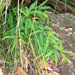 Calliandra brevipes sapling growing amongst Carex virgata, Western Springs Park, Auckland.<br>Photographer: Peter J de Lange, Date taken: 26/12/2006, Licence: <a target='_blank' href='https://creativecommons.org/licenses/by-nc/4.0'>CC BY-NC</a>.