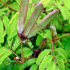 Immature fruits, Ex Cult. 30 Dec 2006, Auckland Zoo.<br>Photographer: Peter J de Lange, Licence: <a target='_blank' href='https://creativecommons.org/licenses/by-nc/4.0'>CC BY-NC</a>.
