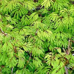 Adult shrub showing growth habit, Ex Cult. 30 Dec 2006, Auckland Zoo.<br>Photographer: Peter J de Lange, Licence: <a target='_blank' href='https://creativecommons.org/licenses/by-nc/4.0'>CC BY-NC</a>.
