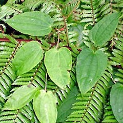 Adult foliage. Auckland. Jan 2007.<br>Photographer: Peter J de Lange, Licence: <a target='_blank' href='https://creativecommons.org/licenses/by-nc/4.0'>CC BY-NC</a>.