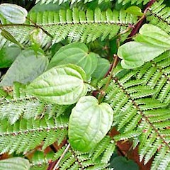 Adult foliage. Auckland. Jan 2007.<br>Photographer: Peter J de Lange, Licence: <a target='_blank' href='https://creativecommons.org/licenses/by-nc/4.0'>CC BY-NC</a>.