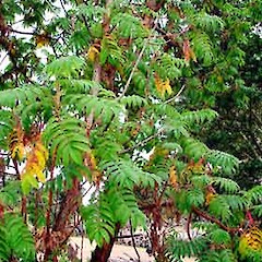 Hagenia abyssinica