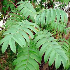 In cultivation, Auckland. Dec 2006.<br>Photographer: Peter J de Lange, Licence: <a target='_blank' href='https://creativecommons.org/licenses/by-nc/4.0'>CC BY-NC</a>.