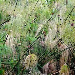 Mature culms, 30 Dec 2006, Auckland Zoo.<br>Photographer: Peter J de Lange, Licence: <a target='_blank' href='https://creativecommons.org/licenses/by-nc/4.0'>CC BY-NC</a>.