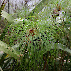 Cyperus papyrus.<br>Photographer: Trevor James, Date taken: 04/02/2005, Licence: All rights reserved. <a class='member-message' href='/nzpcn/why-join-nzpcn/' target='_blank'>Members can view a larger version of this image.</a>