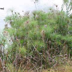 Cyperus papyrus.<br>Photographer: Trevor James, Date taken: 17/02/2005, Licence: All rights reserved. <a class='member-message' href='/nzpcn/why-join-nzpcn/' target='_blank'>Members can view a larger version of this image.</a>