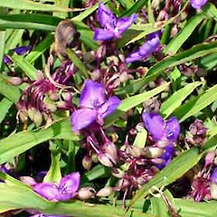 Tradescantia virginiana