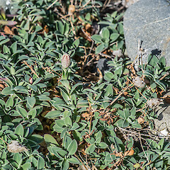Flower bud. Tarakena Bay, Wellington.<br>Photographer: Jeremy R. Rolfe, Date taken: 14/04/2013, Licence: <a target='_blank' href='https://creativecommons.org/licenses/by/4.0'>CC BY</a>. <a class='member-message' href='/nzpcn/why-join-nzpcn/' target='_blank'>Members can view a larger version of this image.</a>