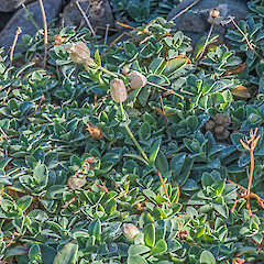 Developing fruit. Tarakena Bay, Wellington.<br>Photographer: Jeremy R. Rolfe, Date taken: 14/04/2013, Licence: <a target='_blank' href='https://creativecommons.org/licenses/by/4.0'>CC BY</a>. <a class='member-message' href='/nzpcn/why-join-nzpcn/' target='_blank'>Members can view a larger version of this image.</a>