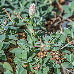 Flower bud. Tarakena Bay, Wellington.<br>Photographer: Jeremy R. Rolfe, Date taken: 14/04/2013, Licence: <a target='_blank' href='https://creativecommons.org/licenses/by/4.0'>CC BY</a>. <a class='member-message' href='/nzpcn/why-join-nzpcn/' target='_blank'>Members can view a larger version of this image.</a>