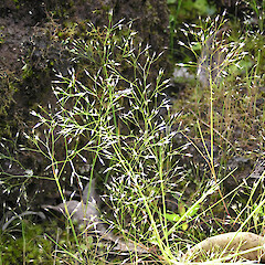Aira caryophyllea subsp. multiculmis