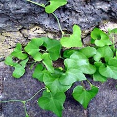 Aristolochia elegans
