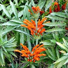 Leonotis ocymifolia