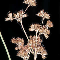 Juncus vaginatus