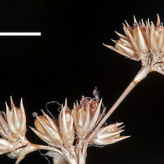Mature capsules. Eastern Wairarapa (from a specimen collected by Pat Enright).<br>Photographer: Jeremy R. Rolfe, Date taken: 20/01/2011, Licence: <a target='_blank' href='https://creativecommons.org/licenses/by/4.0'>CC BY</a>. <a class='member-message' href='/nzpcn/why-join-nzpcn/' target='_blank'>Members can view a larger version of this image.</a>