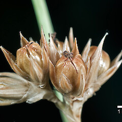 Mature capsules. Eastern Wairarapa (from a specimen collected by Pat Enright).<br>Photographer: Jeremy R. Rolfe, Date taken: 21/01/2011, Licence: <a target='_blank' href='https://creativecommons.org/licenses/by/4.0'>CC BY</a>. <a class='member-message' href='/nzpcn/why-join-nzpcn/' target='_blank'>Members can view a larger version of this image.</a>