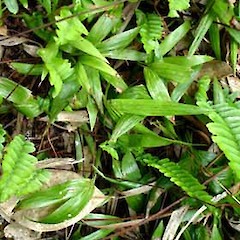 Seedlings. Auckland. Feb 2007.<br>Photographer: Peter J de Lange, Licence: <a target='_blank' href='https://creativecommons.org/licenses/by-nc/4.0'>CC BY-NC</a>.