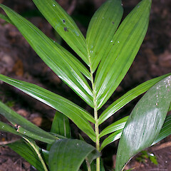 Seedling. Whangarei.<br>Photographer: Jeremy R. Rolfe, Date taken: 09/03/2007, Licence: <a target='_blank' href='https://creativecommons.org/licenses/by/4.0'>CC BY</a>. <a class='member-message' href='/nzpcn/why-join-nzpcn/' target='_blank'>Members can view a larger version of this image.</a>