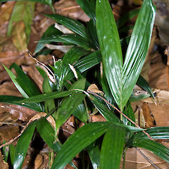 Seedlings. Whangarei.<br>Photographer: Jeremy R. Rolfe, Date taken: 09/03/2007, Licence: <a target='_blank' href='https://creativecommons.org/licenses/by/4.0'>CC BY</a>. <a class='member-message' href='/nzpcn/why-join-nzpcn/' target='_blank'>Members can view a larger version of this image.</a>