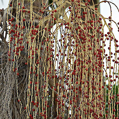 Fruit. Whangarei.<br>Photographer: Jeremy R. Rolfe, Date taken: 09/03/2007, Licence: <a target='_blank' href='https://creativecommons.org/licenses/by/4.0'>CC BY</a>. <a class='member-message' href='/nzpcn/why-join-nzpcn/' target='_blank'>Members can view a larger version of this image.</a>