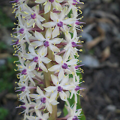 Eucomis comosa