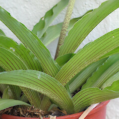Eucomis comosa.<br>Photographer: Graeme La Cock, Licence: <a target='_blank' href='https://creativecommons.org/licenses/by-nc/4.0'>CC BY-NC</a>. <a class='member-message' href='/nzpcn/why-join-nzpcn/' target='_blank'>Members can view a larger version of this image.</a>