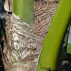 Howea forsteriana.<br>Photographer: Peter J de Lange, Licence: <a target='_blank' href='https://creativecommons.org/licenses/by-nc/4.0'>CC BY-NC</a>.