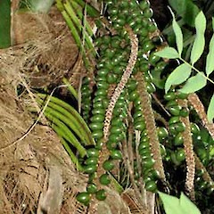 Multiple spikes arising from broad branching base, Alberon, Auckland, May 2007.<br>Photographer: Peter J de Lange, Licence: <a target='_blank' href='https://creativecommons.org/licenses/by-nc/4.0'>CC BY-NC</a>.