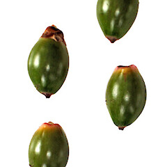 Immature fruit (ripe fruit is red), Alberon, Auckland, May 2007.<br>Photographer: Peter J de Lange, Licence: <a target='_blank' href='https://creativecommons.org/licenses/by-nc/4.0'>CC BY-NC</a>. <a class='member-message' href='/nzpcn/why-join-nzpcn/' target='_blank'>Members can view a larger version of this image.</a>