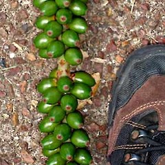 Howea forsteriana, Alberon Park, Auckland, May 2007.<br>Photographer: Peter J de Lange, Licence: <a target='_blank' href='https://creativecommons.org/licenses/by-nc/4.0'>CC BY-NC</a>.