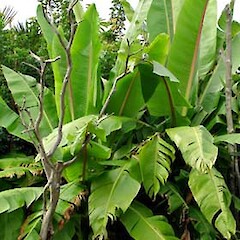 Ensete ventricosum