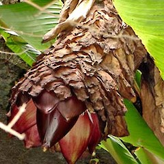 Inflorescence. Auckland. May 2007.<br>Photographer: Peter J de Lange, Licence: <a target='_blank' href='https://creativecommons.org/licenses/by-nc/4.0'>CC BY-NC</a>.