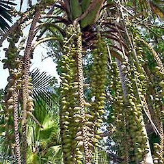 Fruiting spadices. N/b that spadices are single not two or more arising from a single broad base, Mt Albert, Auckland, May 2007.<br>Photographer: Peter J de Lange, Licence: <a target='_blank' href='https://creativecommons.org/licenses/by-nc/4.0'>CC BY-NC</a>.