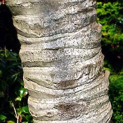 Trunk mid section, Mt Albert, Auckland, May 2007.<br>Photographer: Peter J de Lange, Licence: <a target='_blank' href='https://creativecommons.org/licenses/by-nc/4.0'>CC BY-NC</a>.