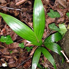 Seedling, Mt Albert, Auckland, May 2007.<br>Photographer: Peter J de Lange, Licence: <a target='_blank' href='https://creativecommons.org/licenses/by-nc/4.0'>CC BY-NC</a>.