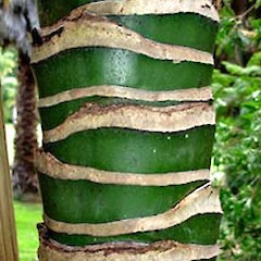 Upper Trunk, Alberon Park, Auckland, May 2007.<br>Photographer: Peter J de Lange, Licence: <a target='_blank' href='https://creativecommons.org/licenses/by-nc/4.0'>CC BY-NC</a>.
