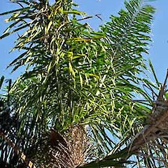 Adult foliage. In cultivation, Auckland. May 2007.<br>Photographer: Peter J de Lange, Licence: <a target='_blank' href='https://creativecommons.org/licenses/by-nc/4.0'>CC BY-NC</a>.