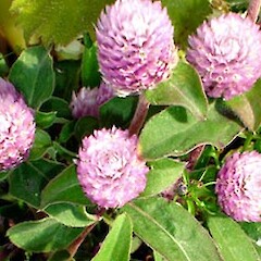Gomphrena celosioides