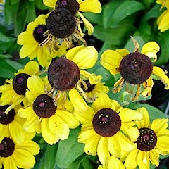 Rudbeckia hirta