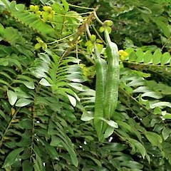 Immature fruit. Auckland. May 2007.<br>Photographer: Peter J de Lange, Licence: <a target='_blank' href='https://creativecommons.org/licenses/by-nc/4.0'>CC BY-NC</a>.